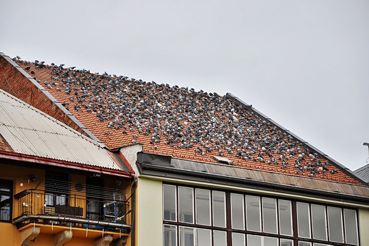 A2B Pest Control are able to install spikes to deter birds from roofs in Moorthorpe. 