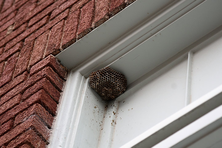 We provide a wasp nest removal service for domestic and commercial properties in Moorthorpe.